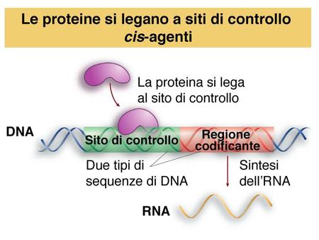 Definizioni: genoma trascrittoma proteoma.