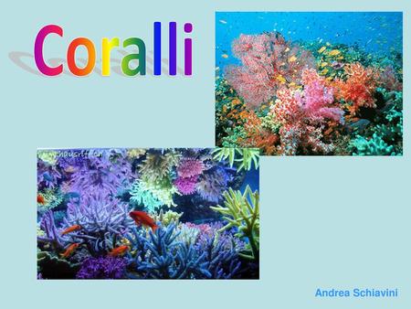 Coralli Andrea Schiavini.
