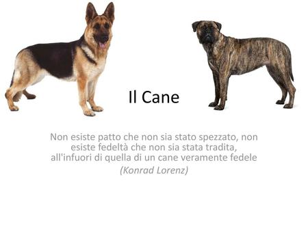 Il Cane Non esiste patto che non sia stato spezzato, non esiste fedeltà che non sia stata tradita, all'infuori di quella di un cane veramente fedele (Konrad.