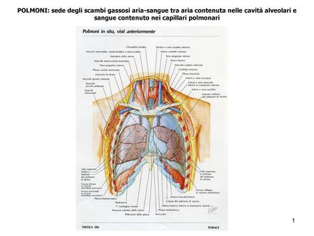 POLMONI: sede degli scambi gassosi aria-sangue tra aria contenuta nelle cavità alveolari e sangue contenuto nei capillari polmonari.