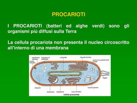PROCARIOTI I PROCARIOTI (batteri ed alghe verdi) sono gli organismi più diffusi sulla Terra La cellula procariota non presenta il nucleo circoscritto all’interno.