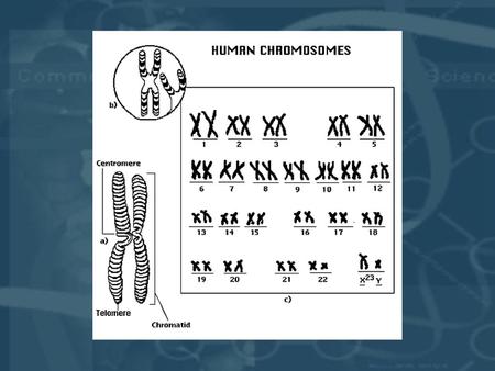 Cromosomi umani condensati