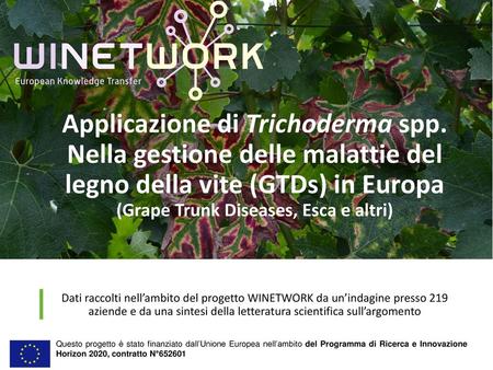 Applicazione di Trichoderma spp