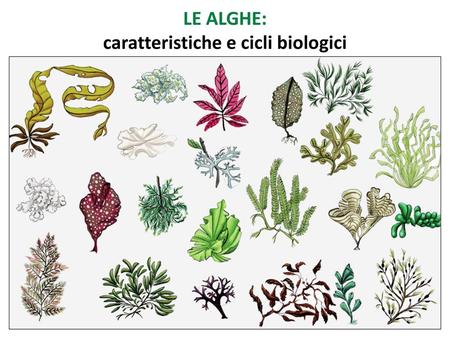 caratteristiche e cicli biologici