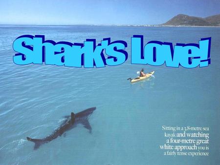 Shark's Love!.