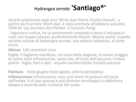 Hydrangea serrata 'Santiago®'
