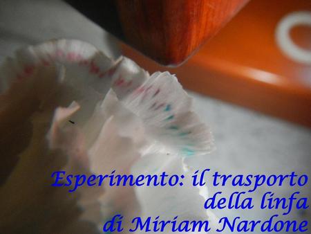 Esperimento: il trasporto della linfa di Miriam Nardone