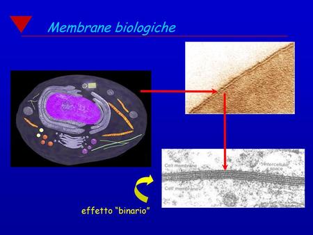 Membrane biologiche effetto “binario”.