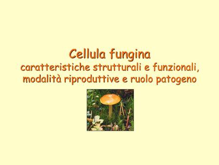 Cos’è un fungo ? I funghi (fungus in latino), altrimenti detti miceti (mukes in greco), sono organismi con struttura cellulare eucariotica, privi di clorofilla.