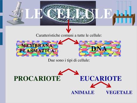 LE CELLULE DNA PROCARIOTE EUCARIOTE ANIMALE VEGETALE MEMBRANA