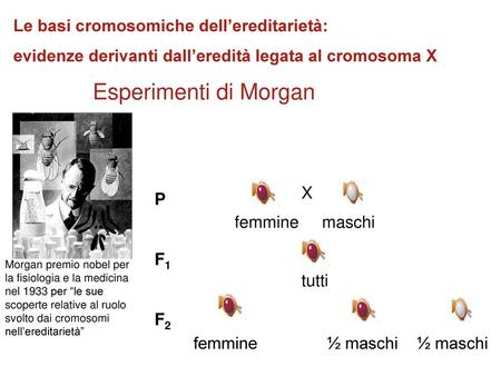 Esperimenti di Morgan Le basi cromosomiche dell’ereditarietà: