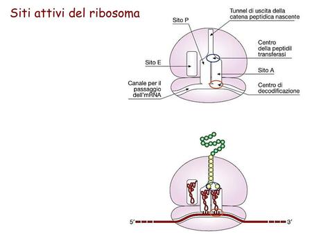 Siti attivi del ribosoma