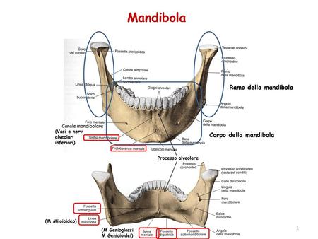 Mandibola Ramo della mandibola Corpo della mandibola 1