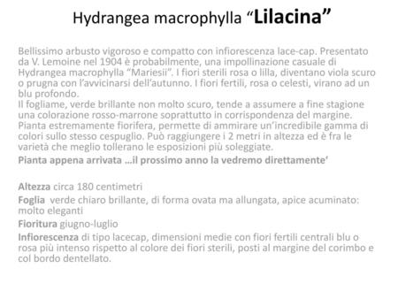 Hydrangea macrophylla “Lilacina”