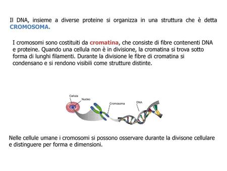 Il DNA, insieme a diverse proteine si organizza in una struttura che è detta CROMOSOMA. I cromosomi sono costituiti da cromatina, che consiste di fibre.