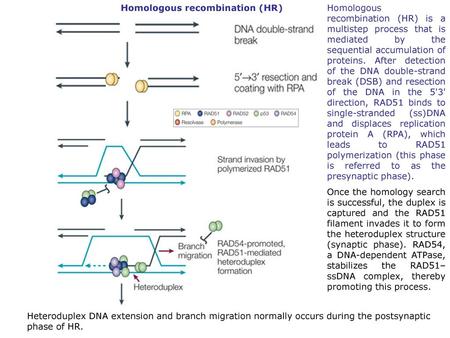 Homologous recombination (HR)