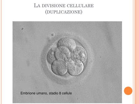 La divisione cellulare (duplicazione)