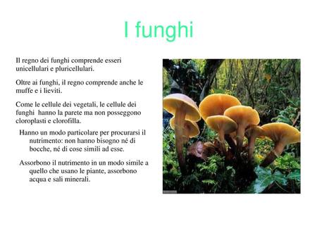 I funghi Il regno dei funghi comprende esseri unicellulari e pluricellulari. Oltre ai funghi, il regno comprende anche le muffe e i lieviti. Come le.