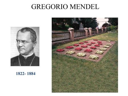 GREGORIO MENDEL 1822- 1884.
