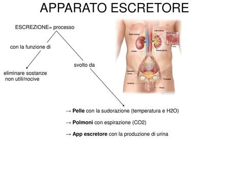 APPARATO ESCRETORE ESCREZIONE= processo con la funzione di svolto da