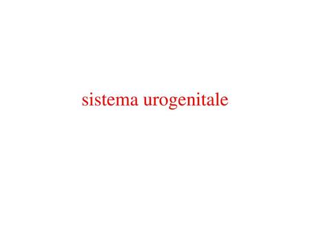 Sistema urogenitale.