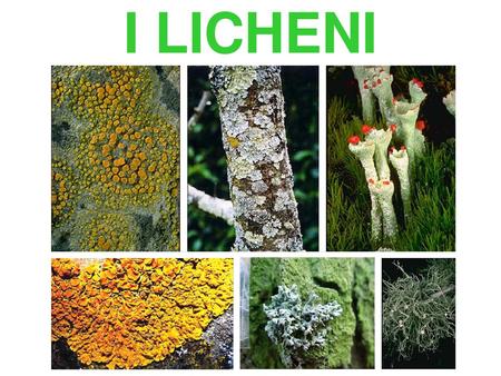 I LICHENI Dopo aver introdotto cianobatteri e i funghi, tratteremo brevemente i licheni. Sono organismi molto diffusi: allo stato attuale sono note circa.