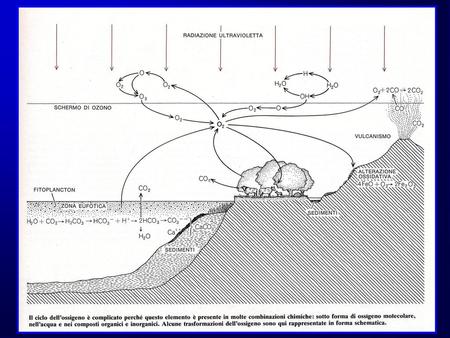 Il CICLO dell’ OSSIGENO Solo dopo l’apparizione dell’O2 libero sulla terra cominciarono ad apparire organismi pluricellulari. I metazoi ricavano.