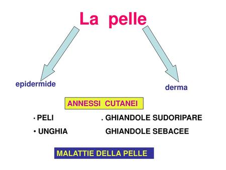 La pelle epidermide derma ANNESSI CUTANEI UNGHIA GHIANDOLE SEBACEE