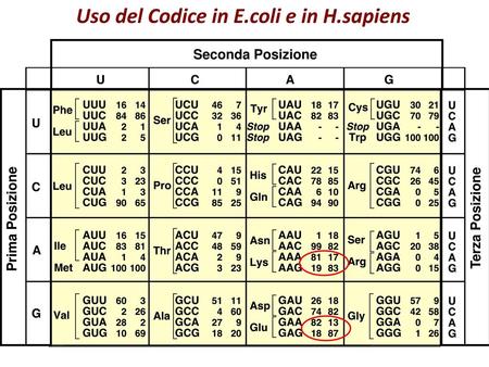 Uso del Codice in E.coli e in H.sapiens