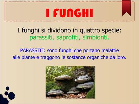 I FUNGHI I funghi si dividono in quattro specie:
