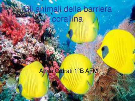 Gli animali della barriera corallina