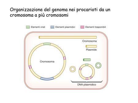 Organizzazione del genoma nei procarioti da un cromosoma a più cromosomi.