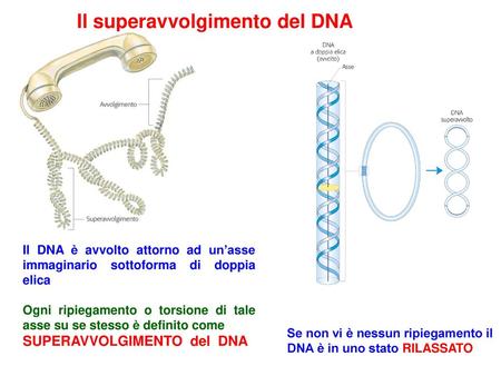 Il superavvolgimento del DNA