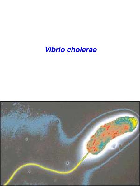 Vibrio cholerae.