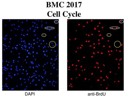 BMC 2017 Cell Cycle DAPI anti-BrdU 1.