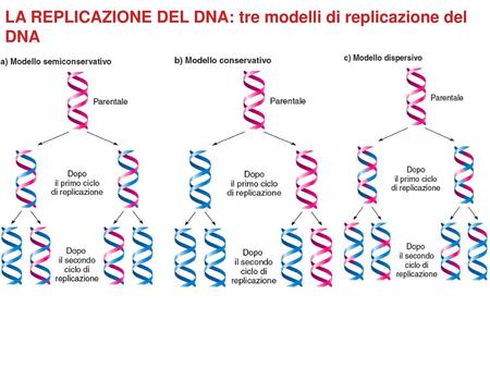LA REPLICAZIONE DEL DNA: tre modelli di replicazione del DNA