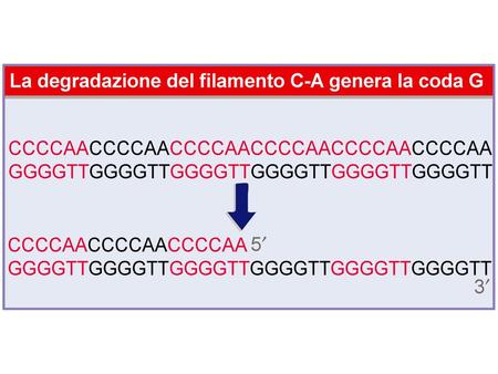 Unità di ripetizione di diversi telomeri