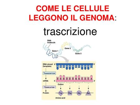 COME LE CELLULE LEGGONO IL GENOMA: