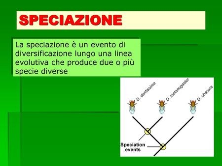SPECIAZIONE La speciazione è un evento di diversificazione lungo una linea evolutiva che produce due o più specie diverse.