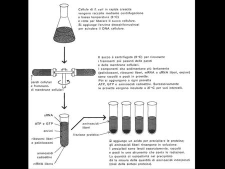 Assegnazione dei codoni mediante uso di