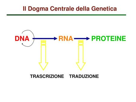 Il Dogma Centrale della Genetica