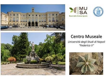 Centro Museale Università degli Studi di Napoli “Federico II”