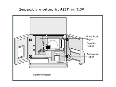 Sequenziatore  automatico ABI Prism 310®.