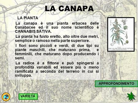 LA CANAPA LA PIANTA La canapa è una pianta erbacea delle Canabacee ed il suo nome scientifico è CANNABIS SATIVA. La pianta ha fusto eretto, alto oltre.