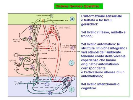 Sistema Nervoso Operativo