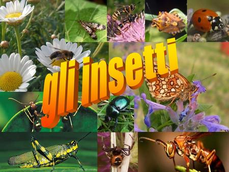 Gli insetti                                                                                                                                                                                                                                                    