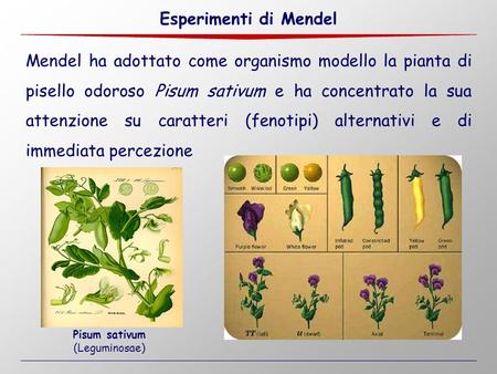 Esperimenti di Mendel Mendel ha adottato come organismo modello la pianta di pisello odoroso Pisum sativum e ha concentrato la sua attenzione su caratteri.