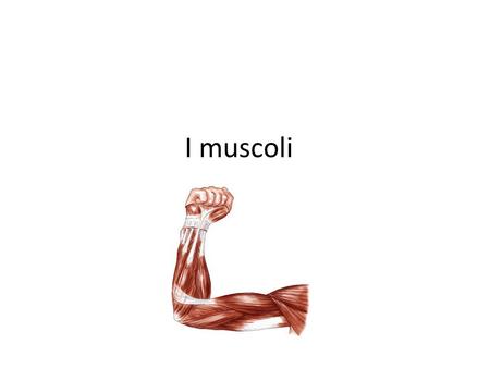 I muscoli.