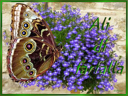 La farfalla è il simbolo della leggerezza dell’eleganza e della bellezza ma tutto ciò per un attimo vista la la brevità della sua vita.