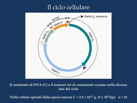 Il ciclo cellulare Il contenuto di DNA (C) e il numero (n) di cromosomi variano nelle diverse fasi del ciclo Nelle cellule aploidi della specie umana C.